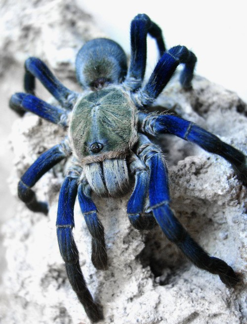 Photo:  blue spider 